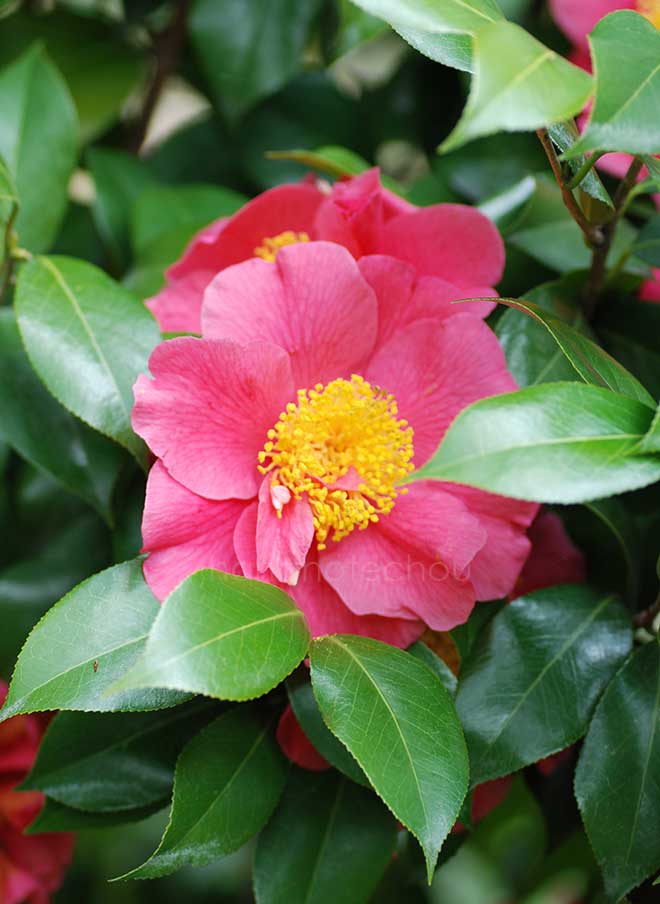 椿 熊坂｜花の手帖の椿図鑑