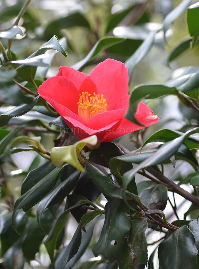 椿 宮内庁紫椿｜花の手帖の椿図鑑