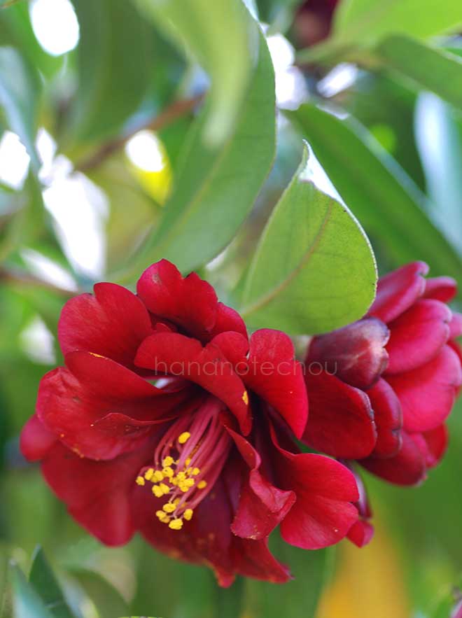 椿 黒椿｜花の手帖の椿図鑑