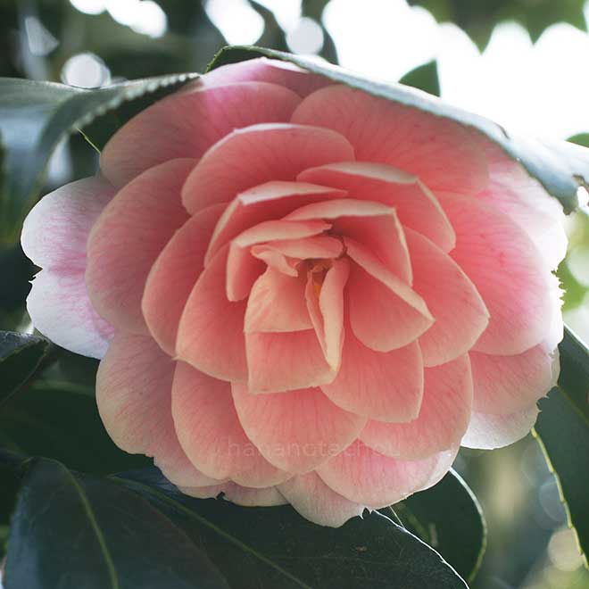 椿 王昭君｜花の手帖の椿図鑑