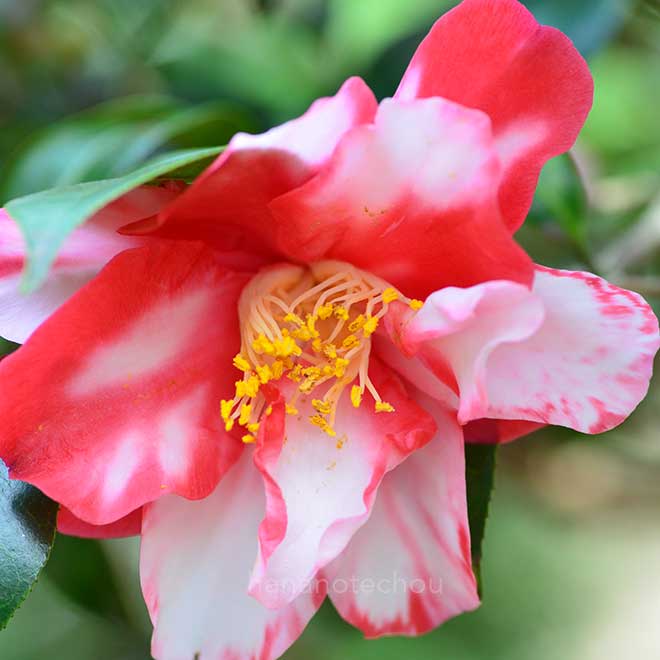 椿 老松｜花の手帖の椿図鑑