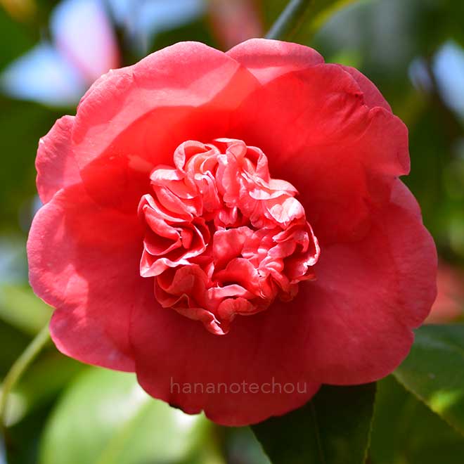 椿 近江衣｜花の手帖のツバキ図鑑