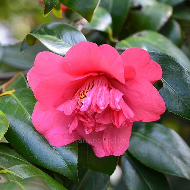 椿 大唐子｜花の手帖の椿図鑑