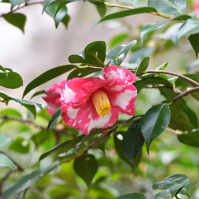 椿 大虹｜花の手帖の椿図鑑