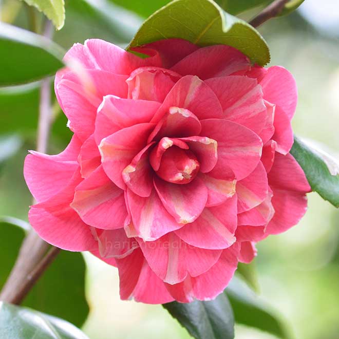 椿 阿蘭陀紅｜花の手帖の椿図鑑