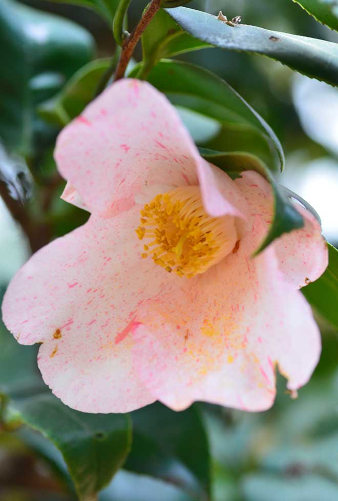 椿 雪月花｜花の手帖の椿図鑑
