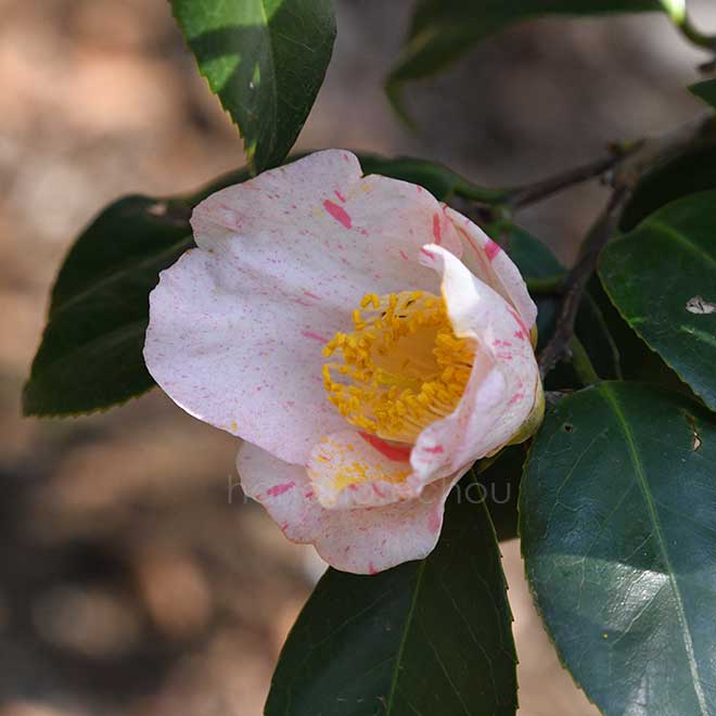 椿 雪月花｜花の手帖の椿図鑑