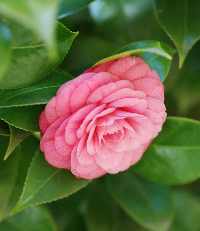 椿 シェポシュシー｜花の手帖の椿図鑑