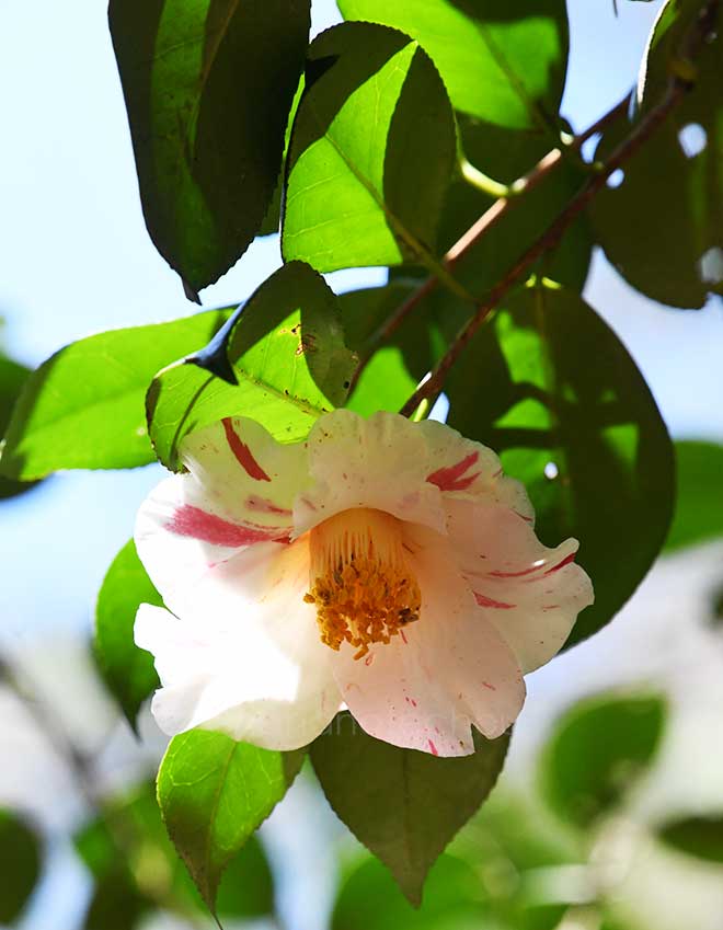 椿 絞臘月｜花の手帖の椿図鑑