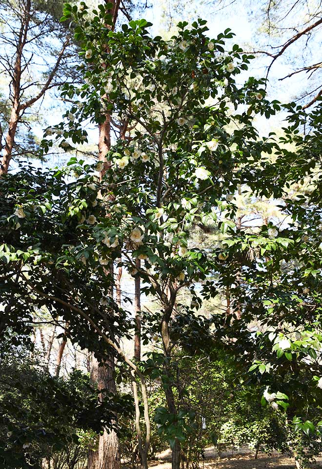 椿 白拍子｜花の手帖の椿図鑑