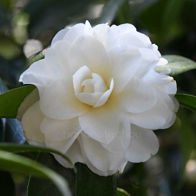 椿 白菊｜花の手帖の椿図鑑