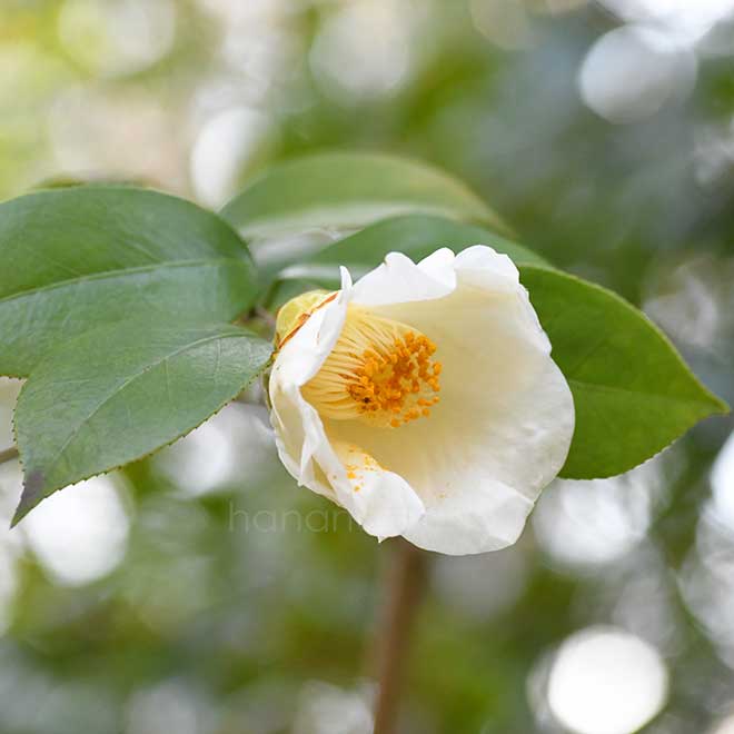 椿 白玉｜花の手帖の椿図鑑