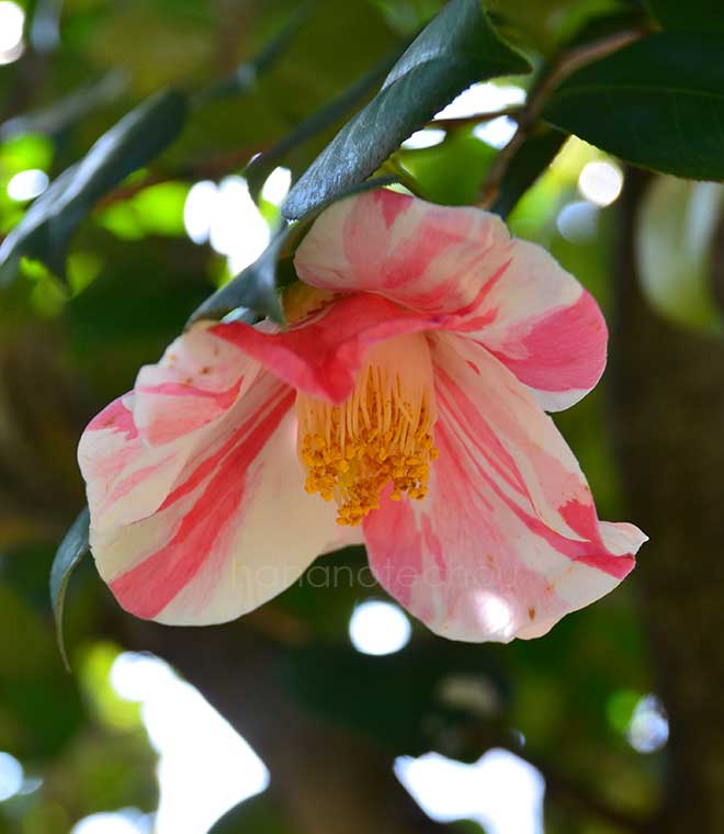 椿 白玉絞り｜花の手帖の椿図鑑