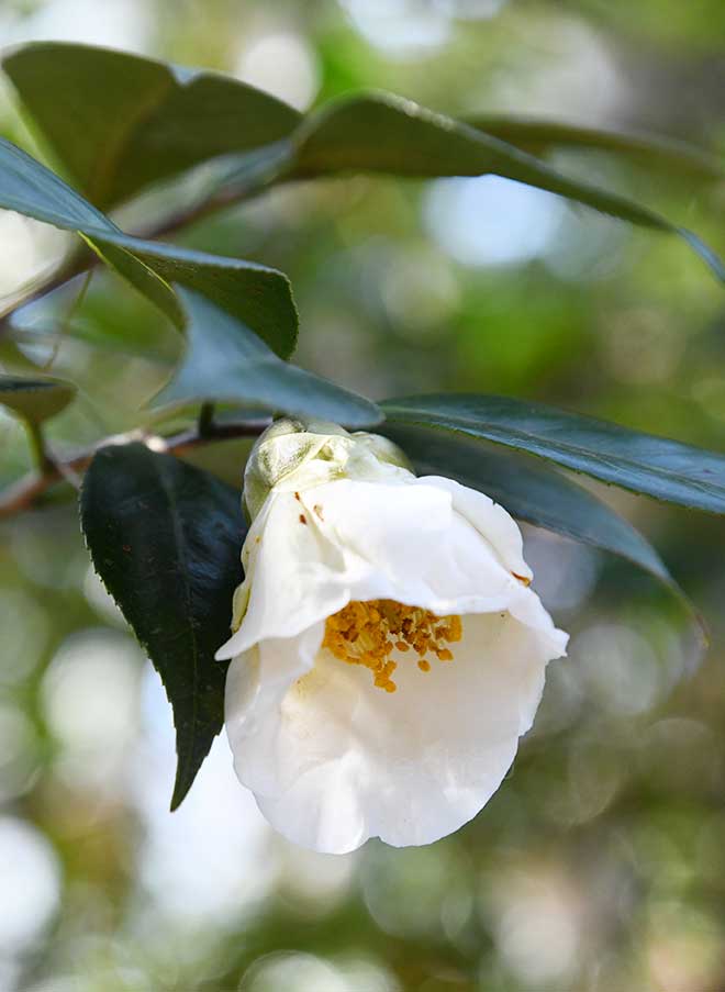 椿 白八朔｜花の手帖の椿図鑑