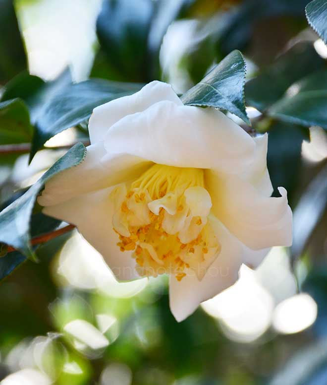 椿 白唐子｜花の手帖の椿図鑑