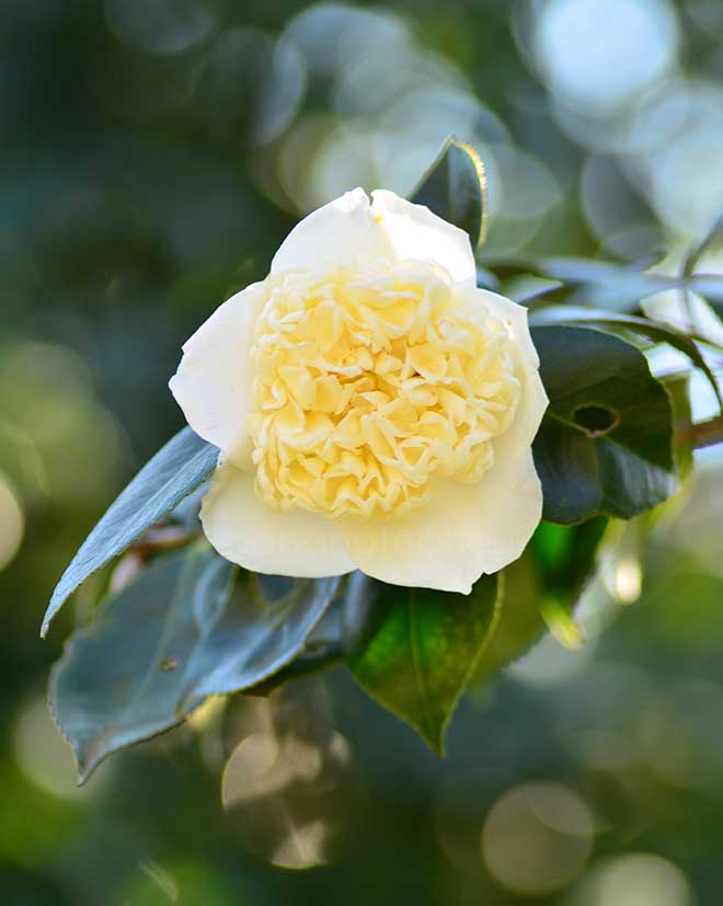 椿 白腰蓑｜花の手帖の椿図鑑