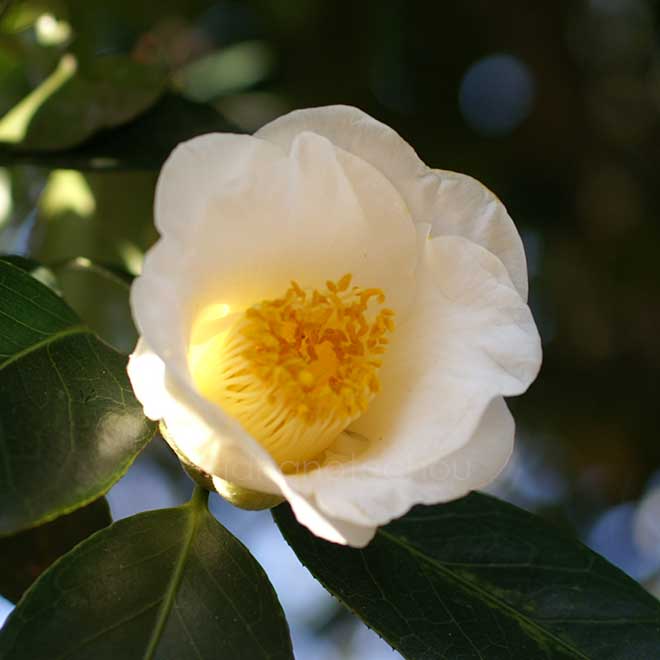 椿 白藪椿｜花の手帖の椿図鑑