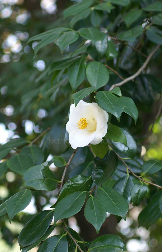 椿 白藪椿｜花の手帖の椿図鑑