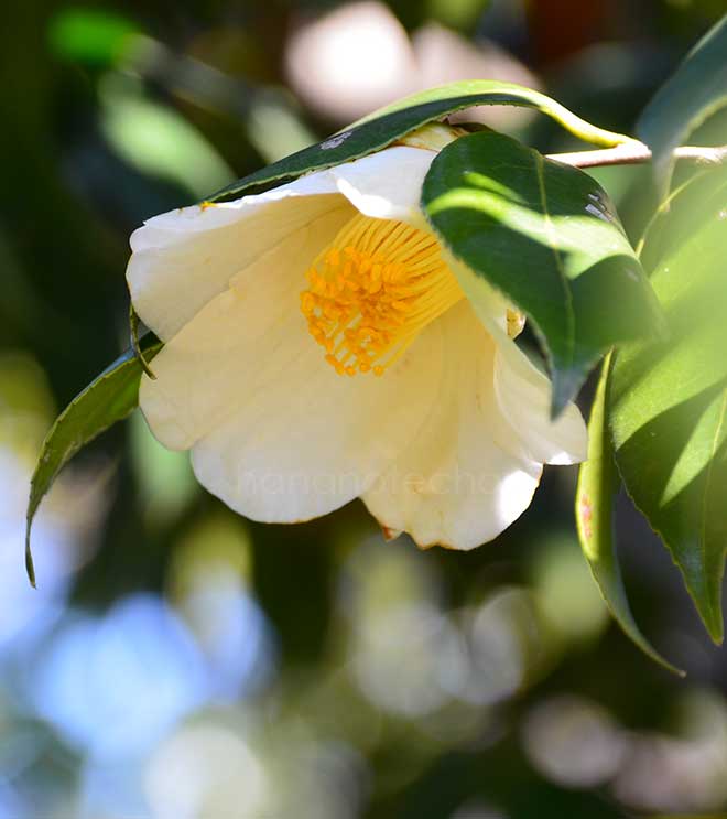 椿 白山椿｜花の手帖の椿図鑑