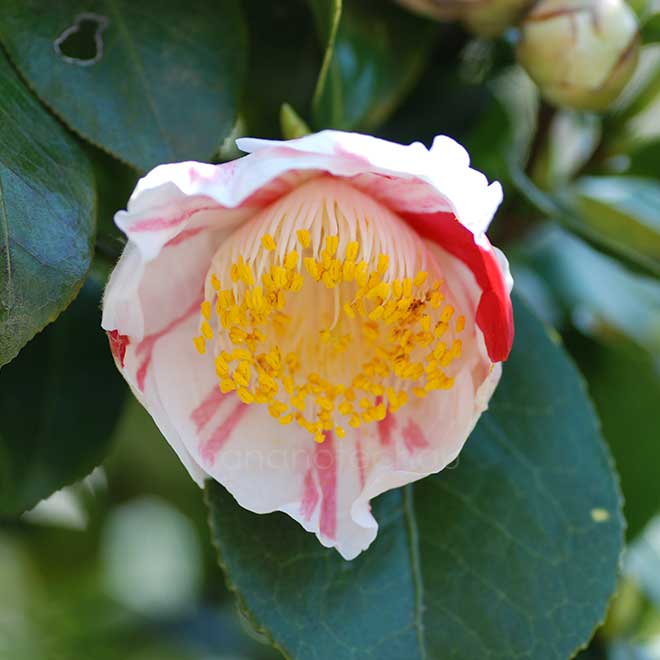 椿 蜀光錦｜花の手帖の椿図鑑