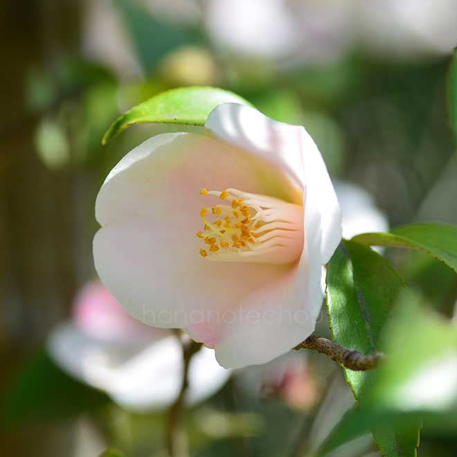 椿 春風｜花の手帖の椿図鑑