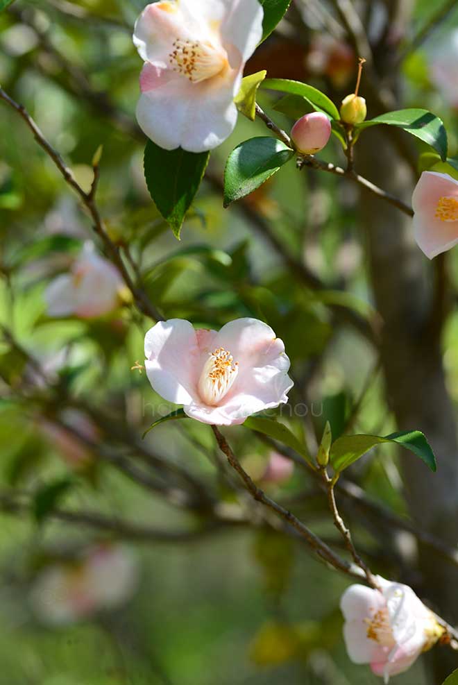 椿 春風｜花の手帖の椿図鑑