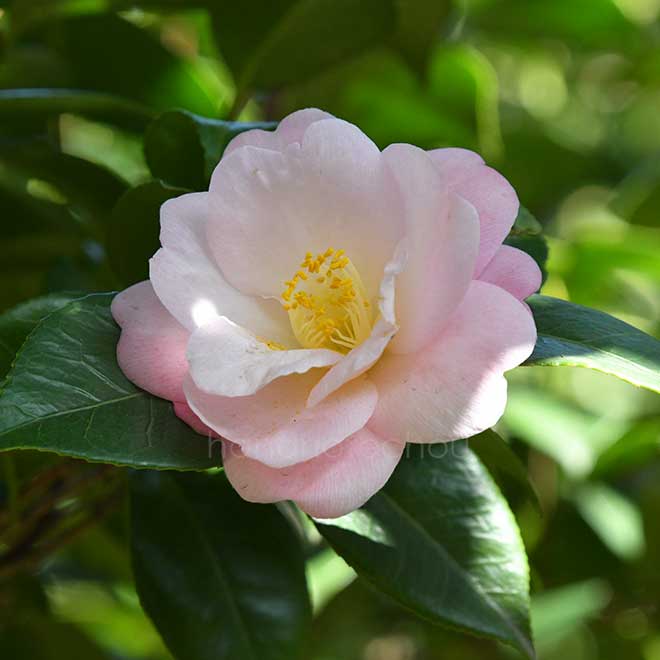 椿 春曙光｜花の手帖の椿図鑑