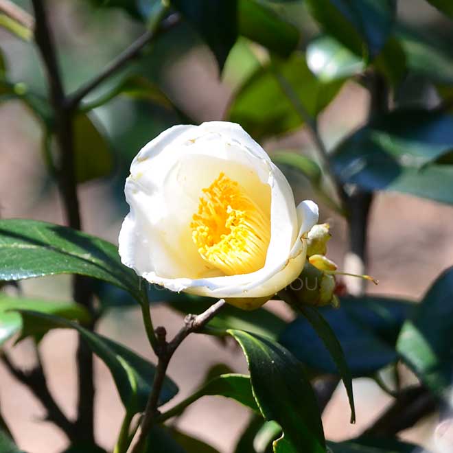 椿 秋風楽｜花の手帖の椿図鑑