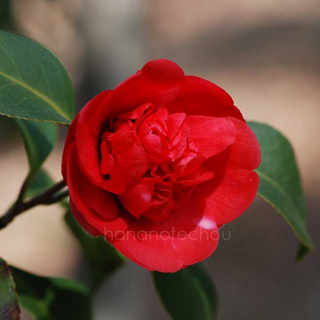 椿 衆芳唐子｜花の手帖の椿図鑑