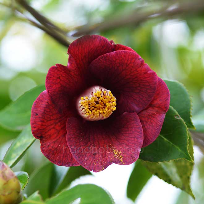 椿 紫紺椿｜花の手帖の椿図鑑