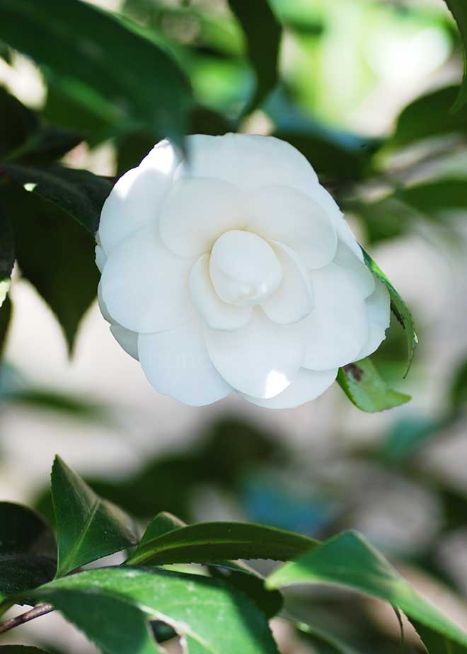 椿 スノーホワイト｜花の手帖の椿図鑑