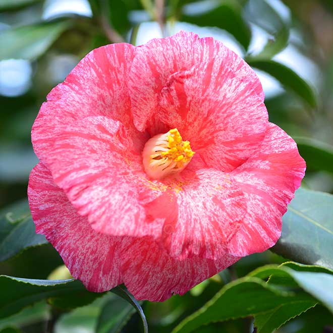 椿 草紙洗｜花の手帖の椿図鑑