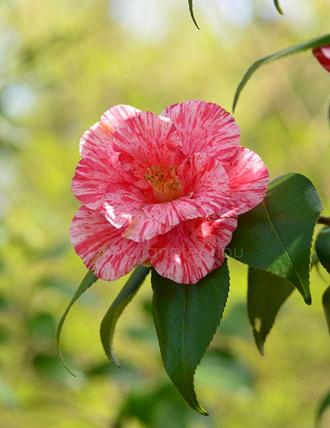 椿 草紙洗｜花の手帖の椿図鑑