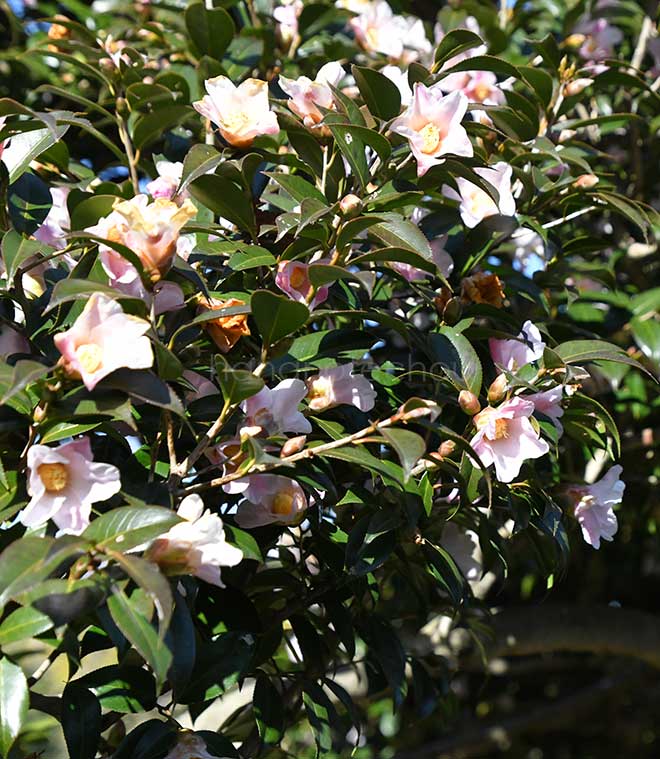 椿 数寄屋｜花の手帖の椿図鑑