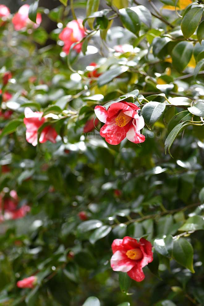 椿 蜀紅｜花の手帖の椿図鑑