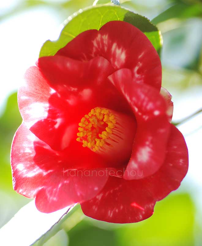 椿 蜀紅｜花の手帖の椿図鑑