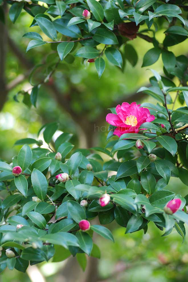 椿 ｜花の手帖の椿図鑑