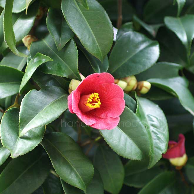 椿 台湾山椿｜花の手帖の椿図鑑