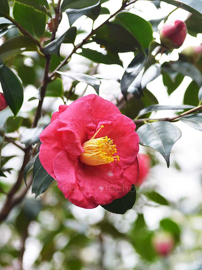椿 太陽錦｜花の手帖の椿図鑑