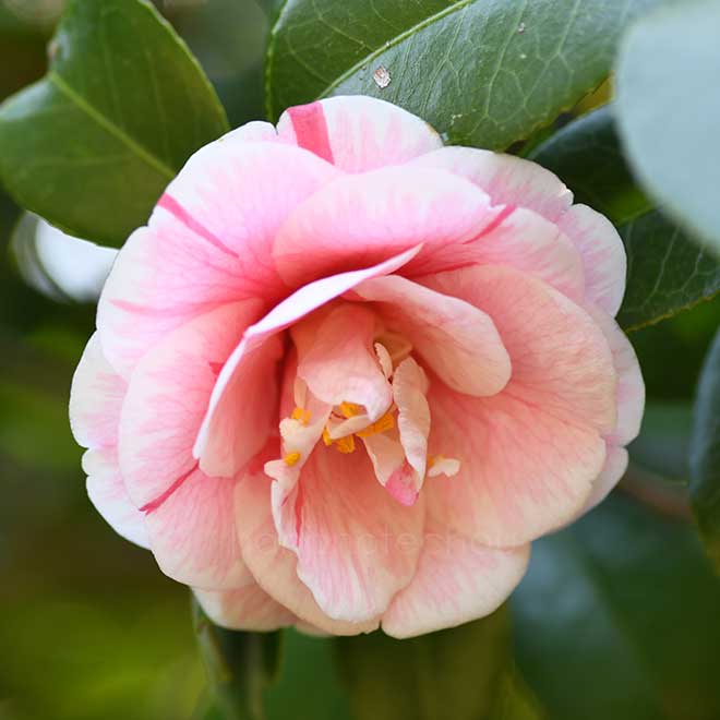 椿 玉垂｜花の手帖の椿図鑑