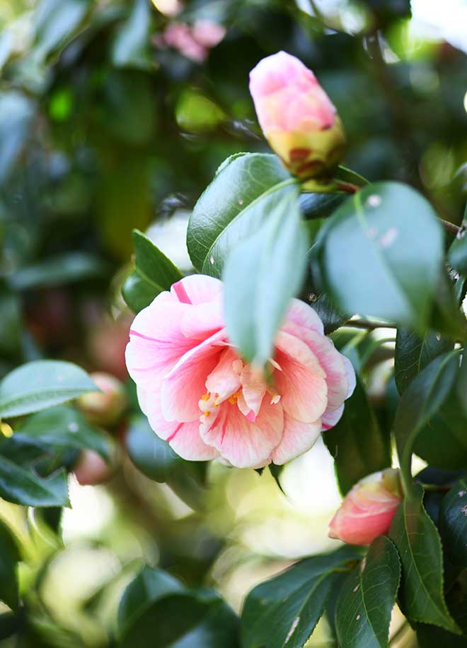 椿 玉垂｜花の手帖の椿図鑑