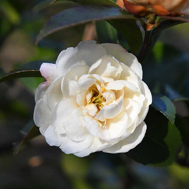 椿 玉芙蓉｜花の手帖の椿図鑑