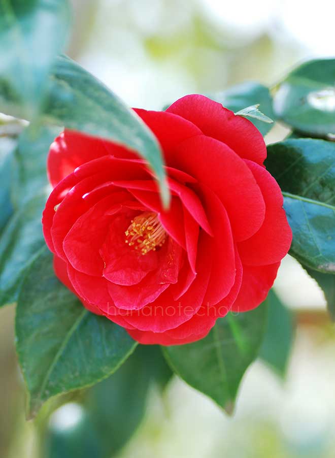 椿 玉姫｜花の手帖の椿図鑑