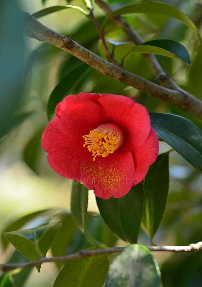 椿 谷風｜花の手帖の椿図鑑