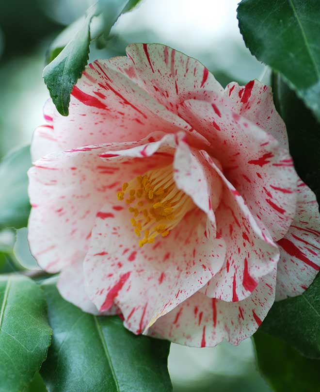 椿 田主丸｜花の手帖の椿図鑑