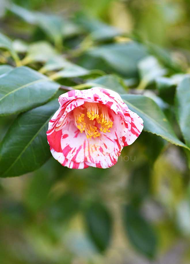 椿 田主丸｜花の手帖の椿図鑑