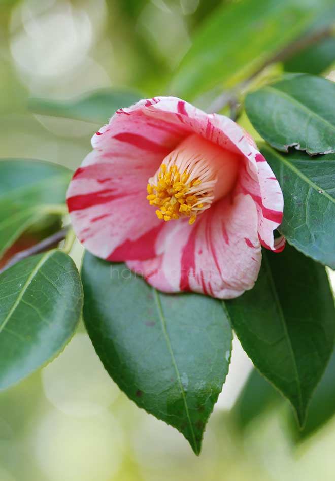 椿 竜田錦｜花の手帖の椿図鑑