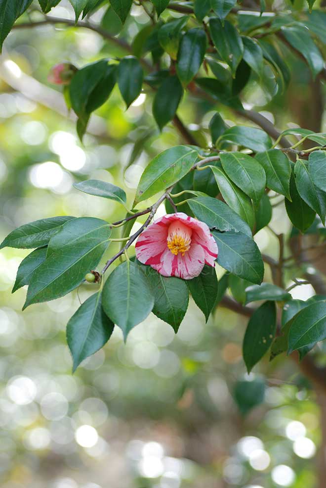 椿 竜田錦｜花の手帖の椿図鑑