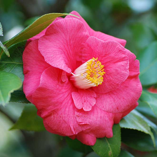 椿 ザ ツアー｜花の手帖の椿図鑑