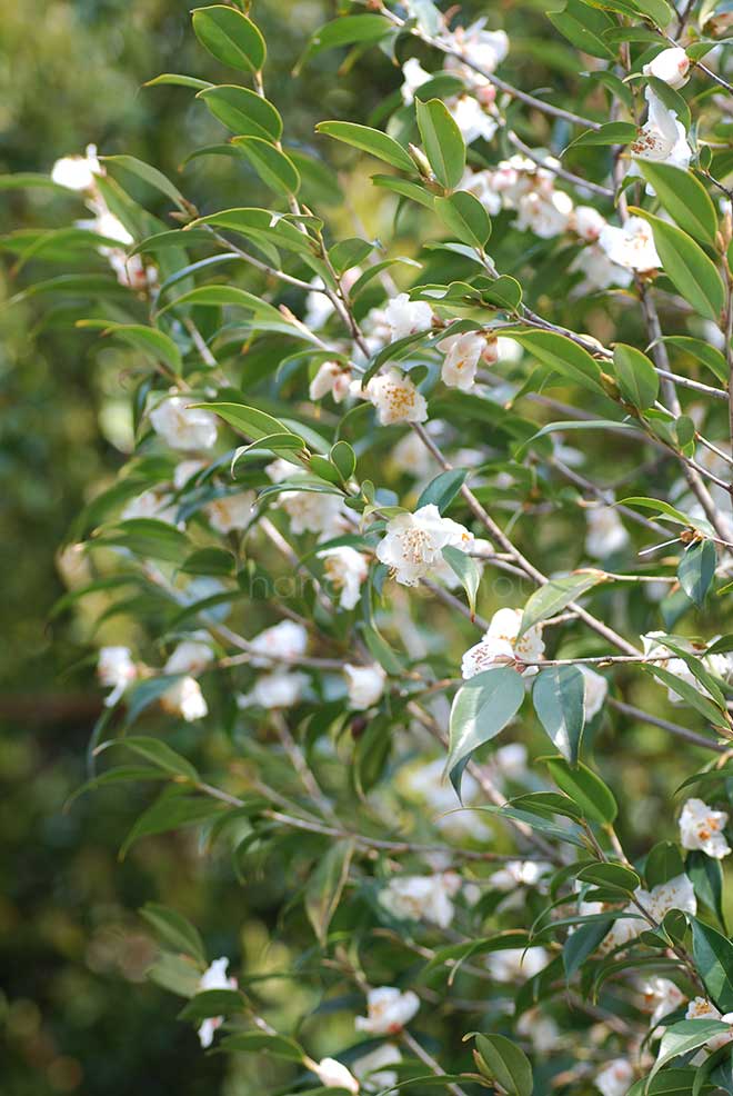 椿 尖葉椿｜花の手帖の椿図鑑